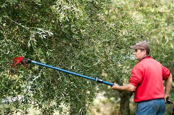 raccolta olive con brucatura a mano